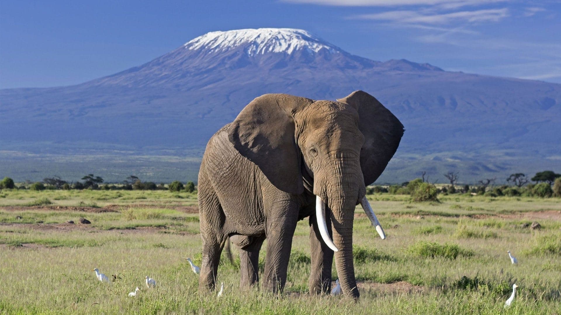 African elephant bull with Mount Kilimanjaro backdrop Amboseli Kenya