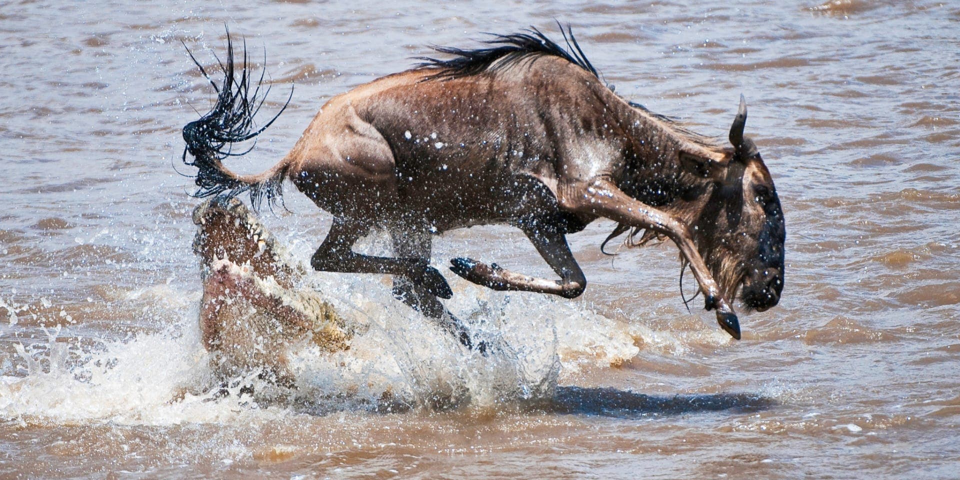 Wildebeest escaping crocodile attack during Mara River crossing
