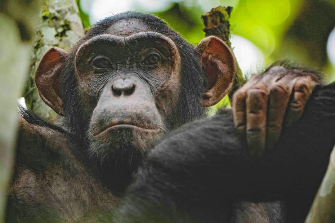 Chimpanzee resting among green forest foliage