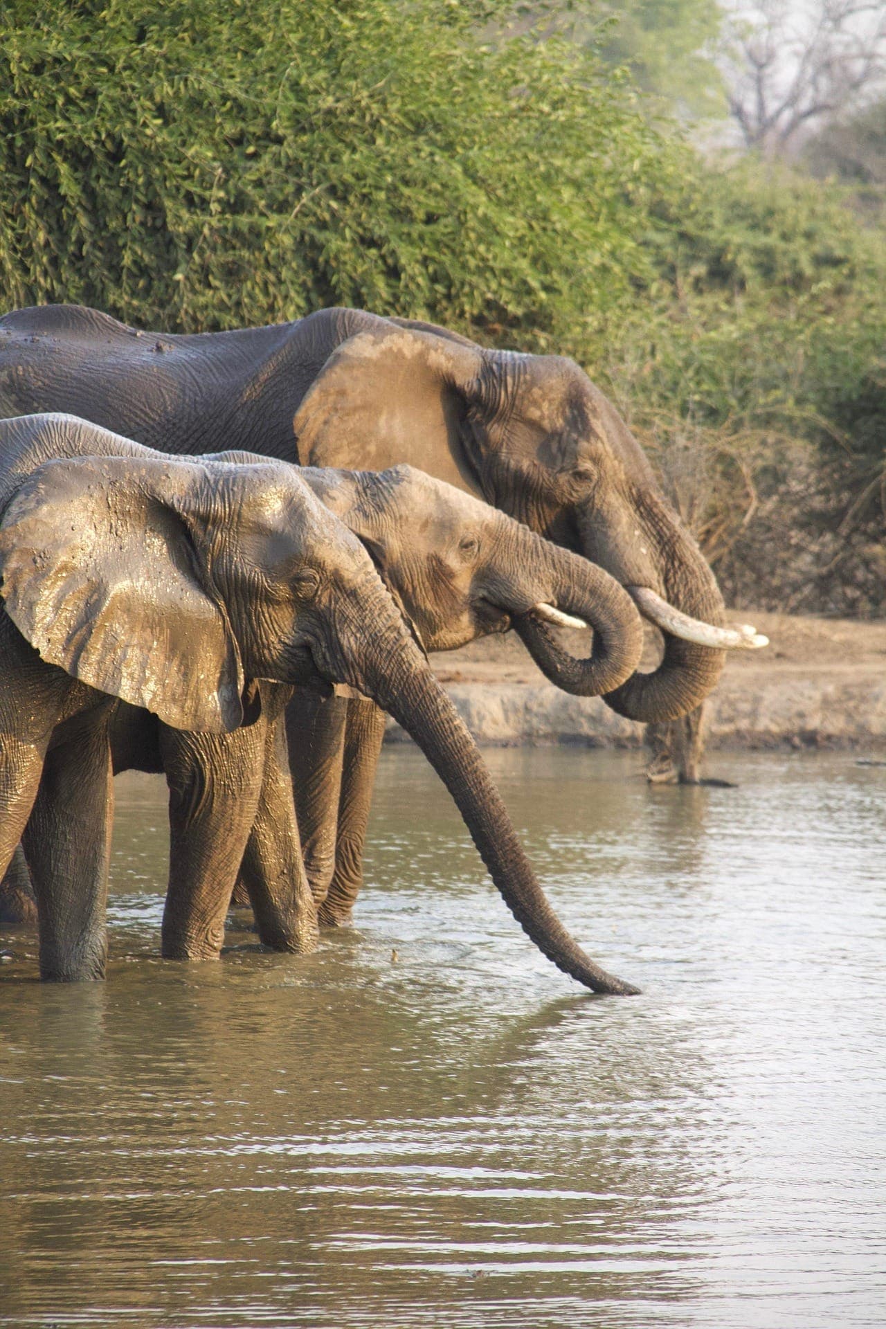 Elephants gathered at a water source