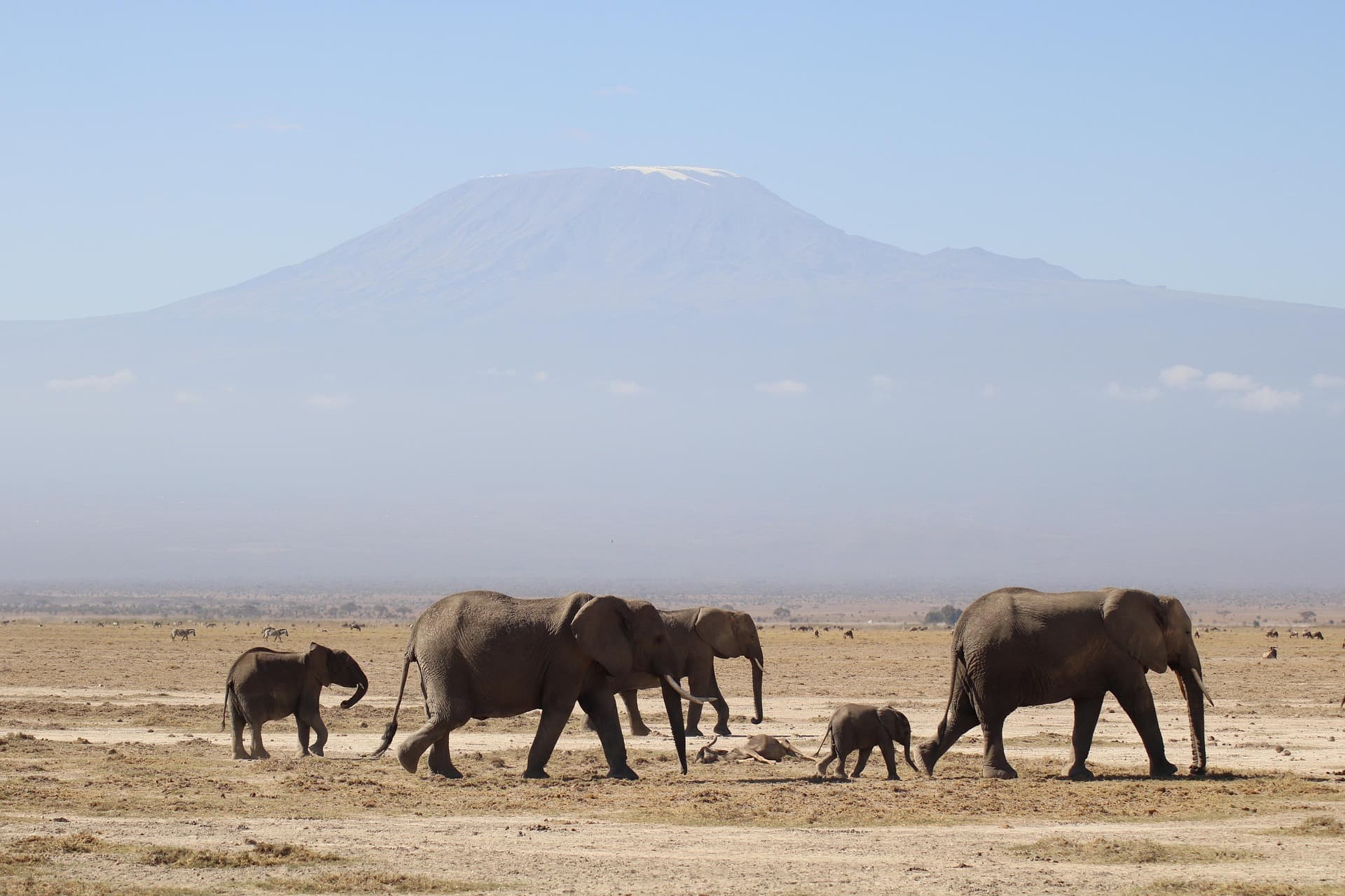 Elephant family crossing a plain beneath Mount Kilimanjaro