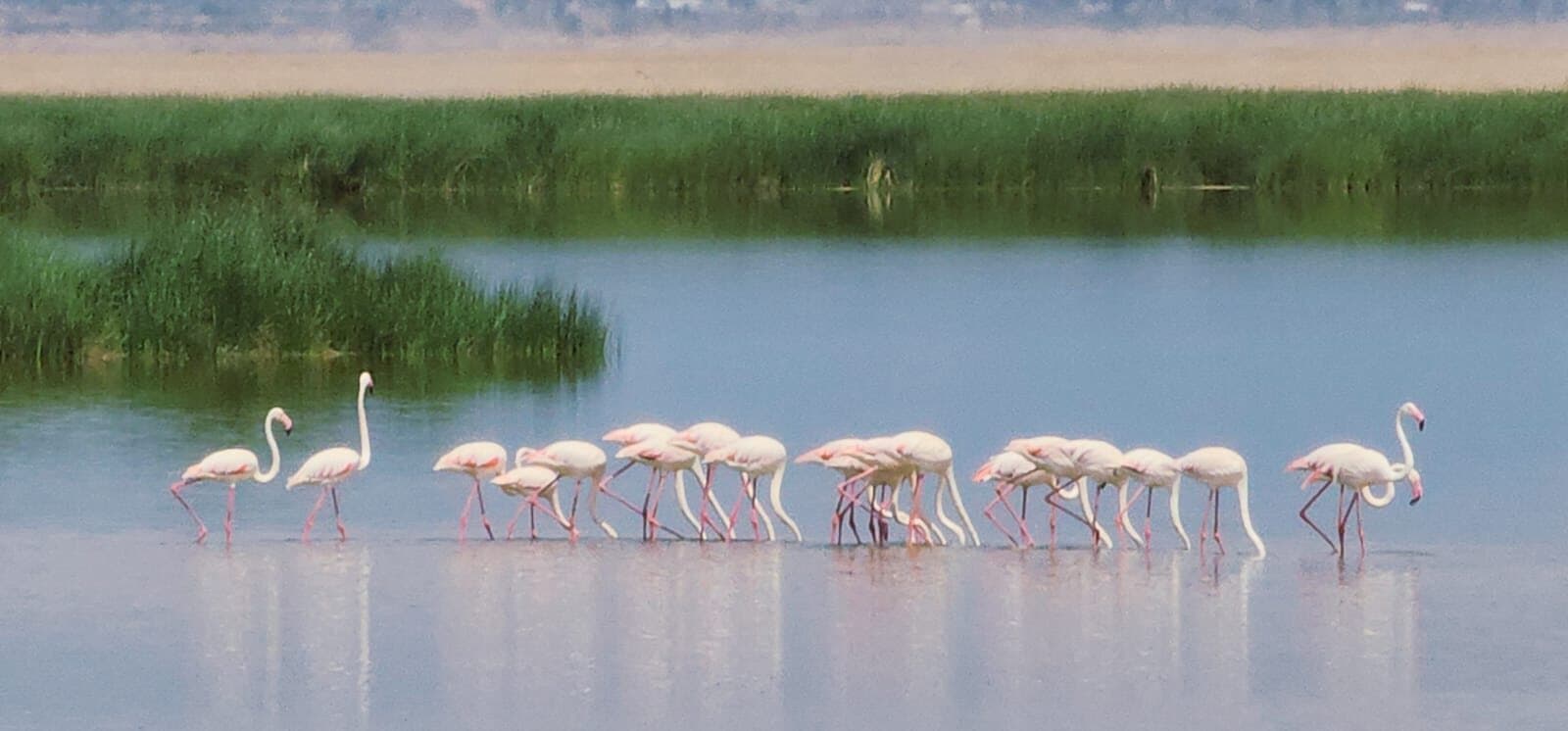 Flamingos feeding in a shallow East African wetland