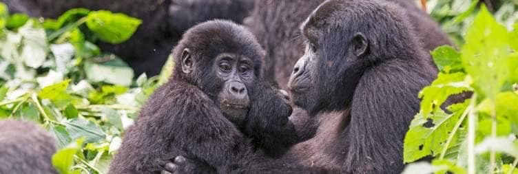 Adult gorilla holding an infant among green foliage