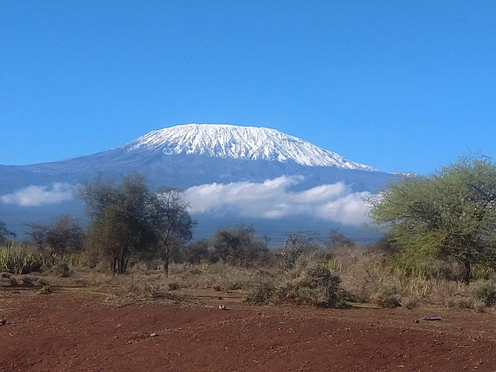 Snow-capped Mount Kilimanjaro above open woodland