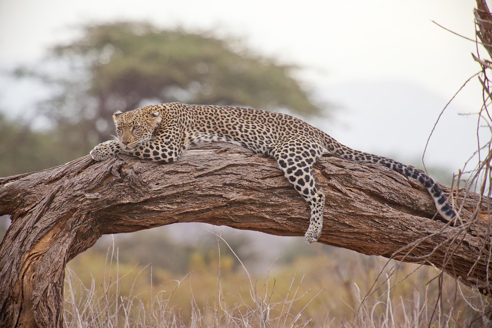 African leopard resting on a tree branch