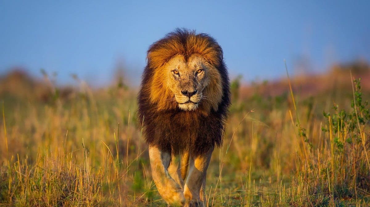 Male African lion walking through savannah grass