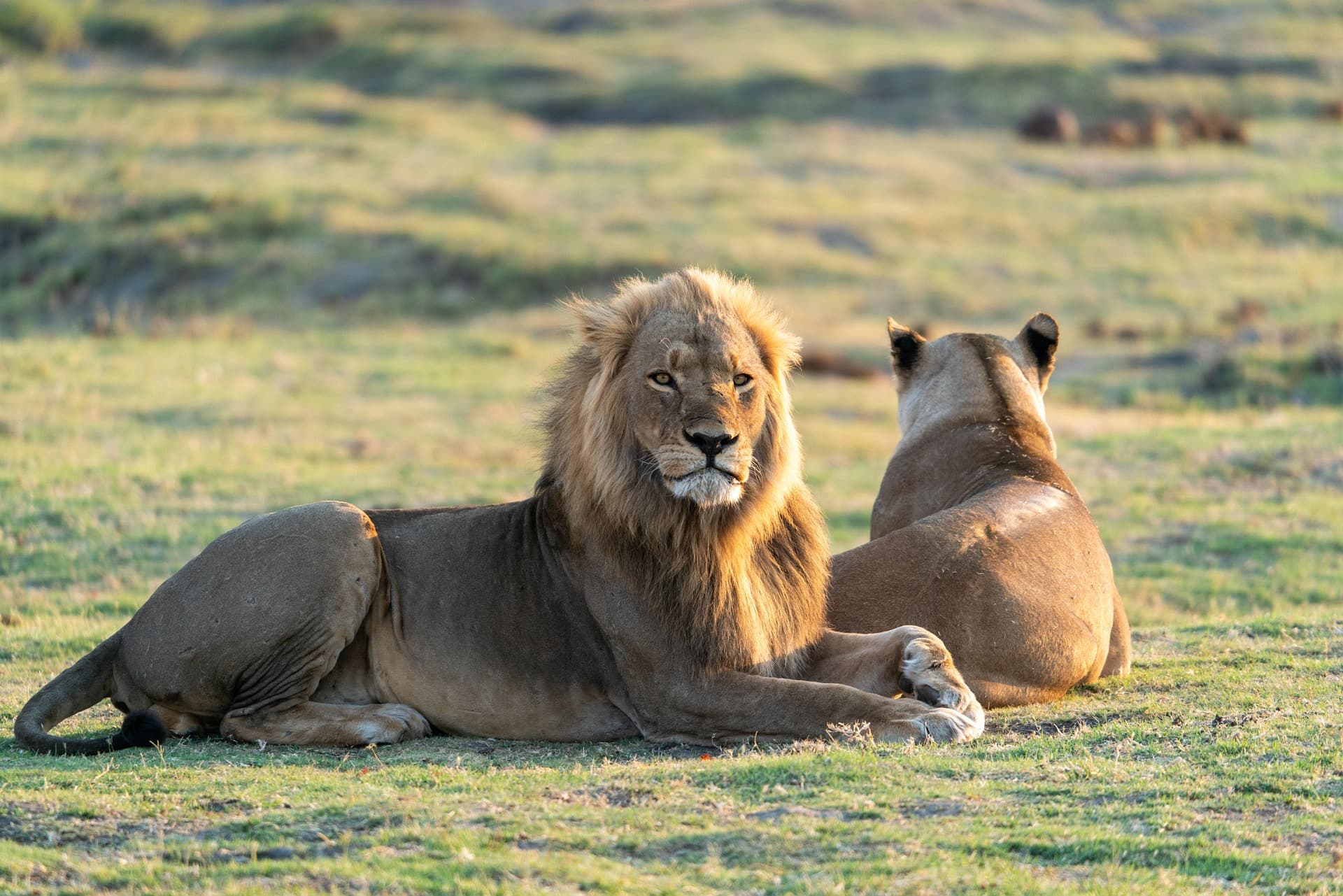 Lions resting in East African grassland