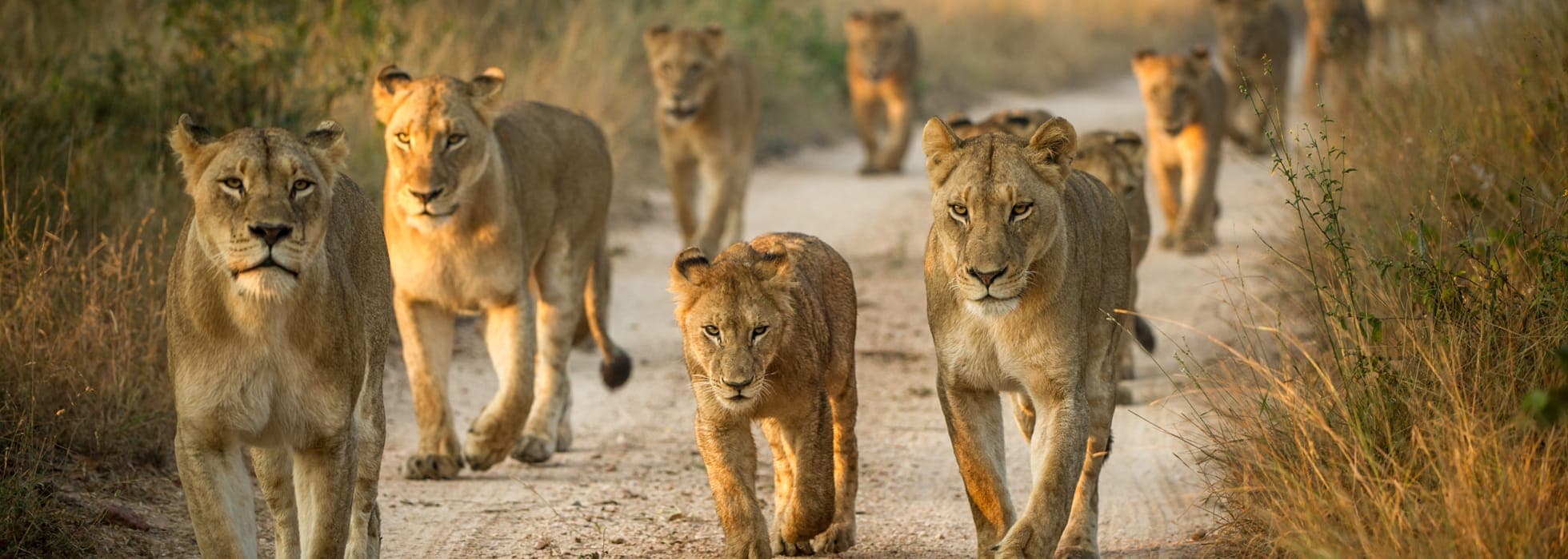 Lions walking across open East African savannah
