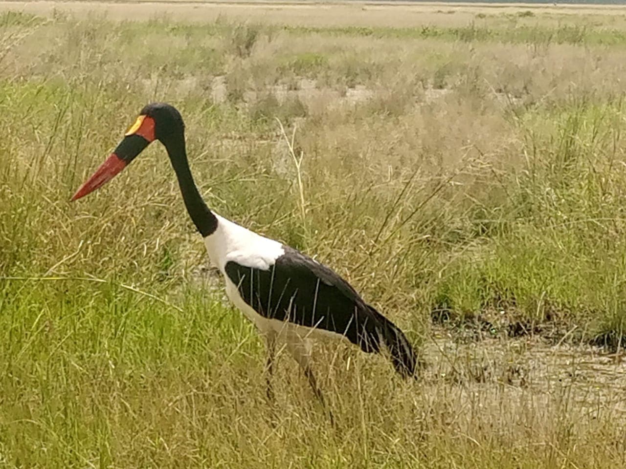 Saddle-billed stork standing in wetland grass