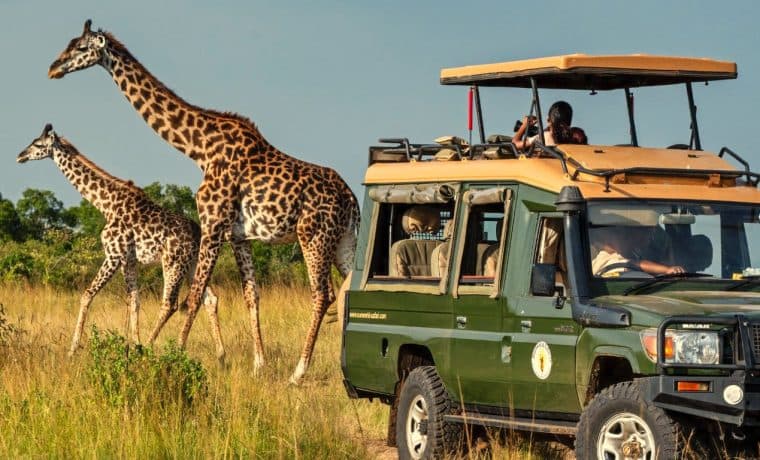 Giraffes walking beside a safari vehicle