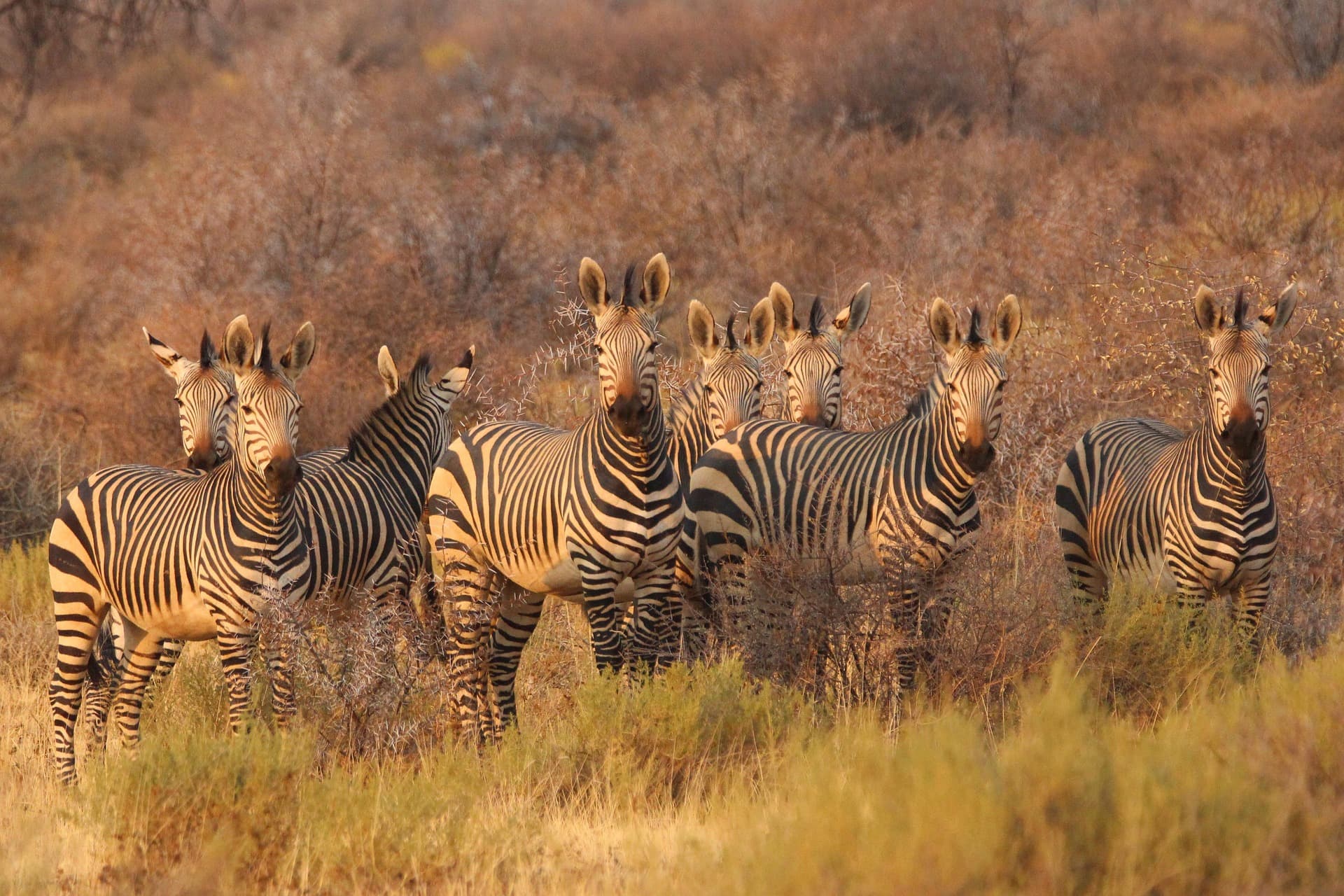 Zebras standing among dry grass and shrubs