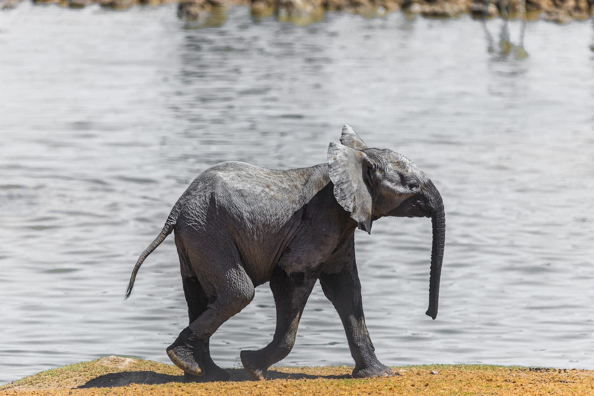 Baby elephant running near waterhole African wildlife
