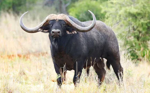 Student & Educational Safari Tours