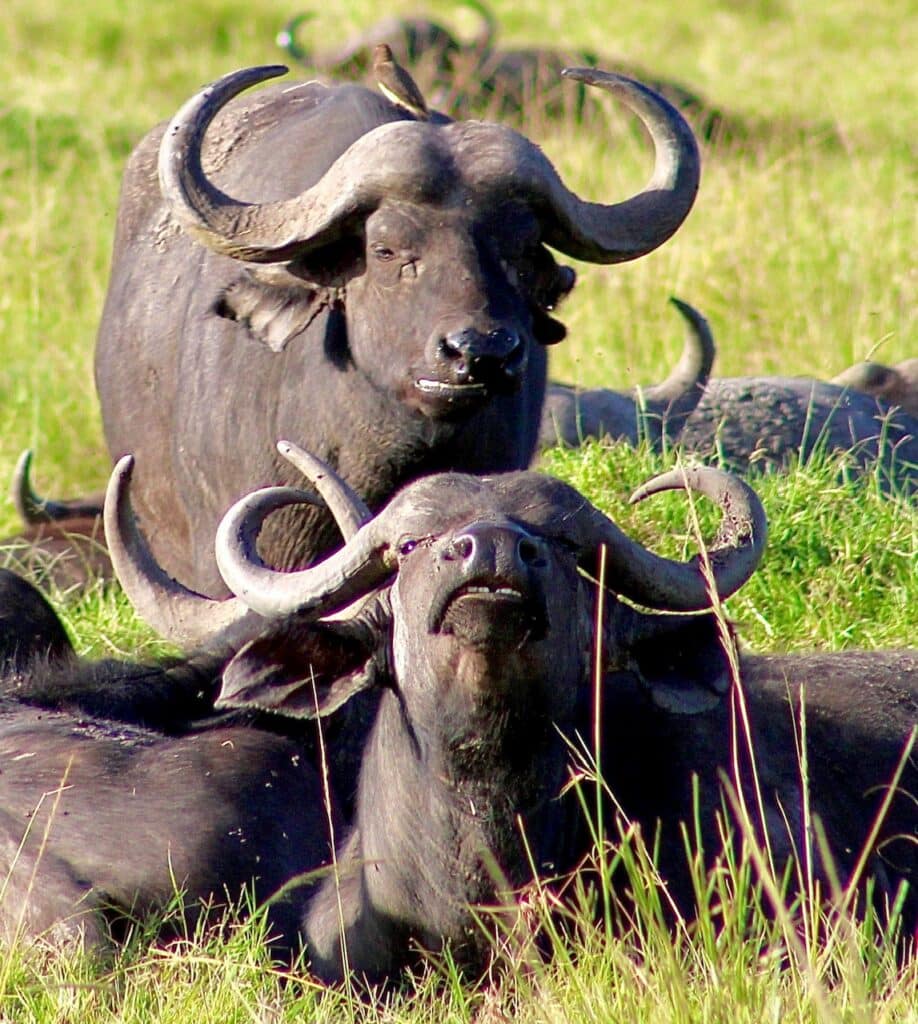 3 Days Tarangire & Ngorongoro Safari