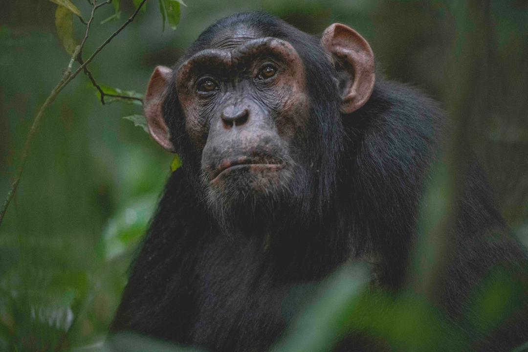 Chimpanzee in Kibale Forest Uganda primate trekking safari