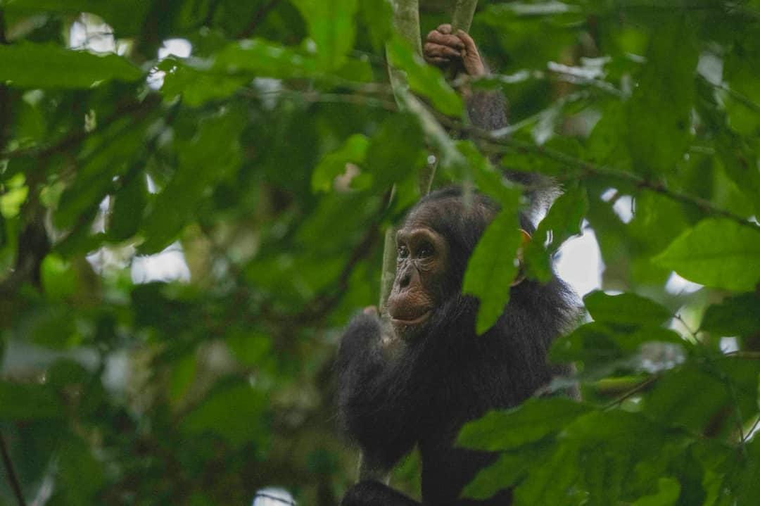 Wild chimpanzee in dense Uganda rainforest primate safari
