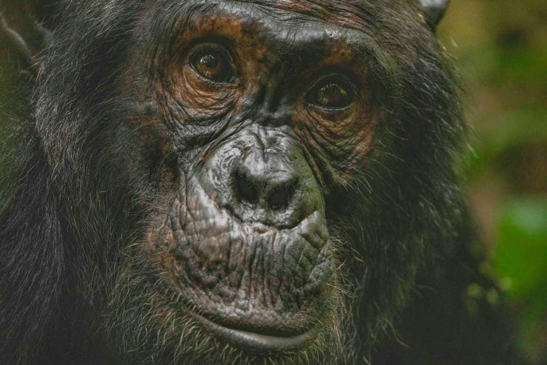 Close-up chimpanzee face Kibale National Park Uganda wildlife safari