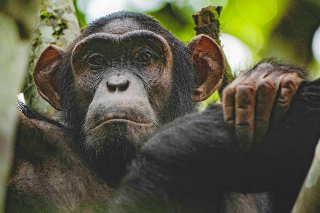 Chimpanzee in misty Uganda forest gorilla trekking safari tour