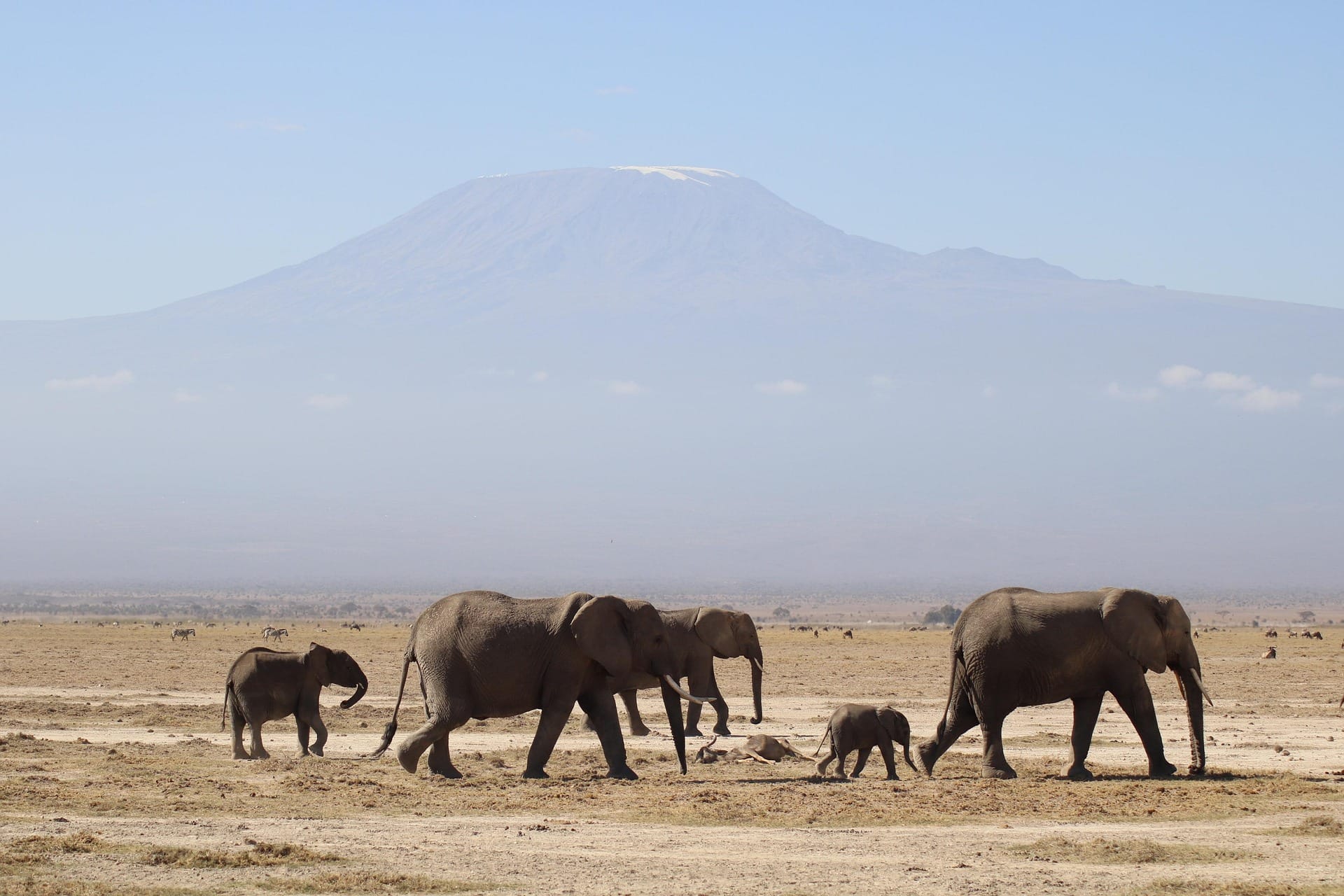 Elephant family walking with Mount Kilimanjaro backdrop Amboseli