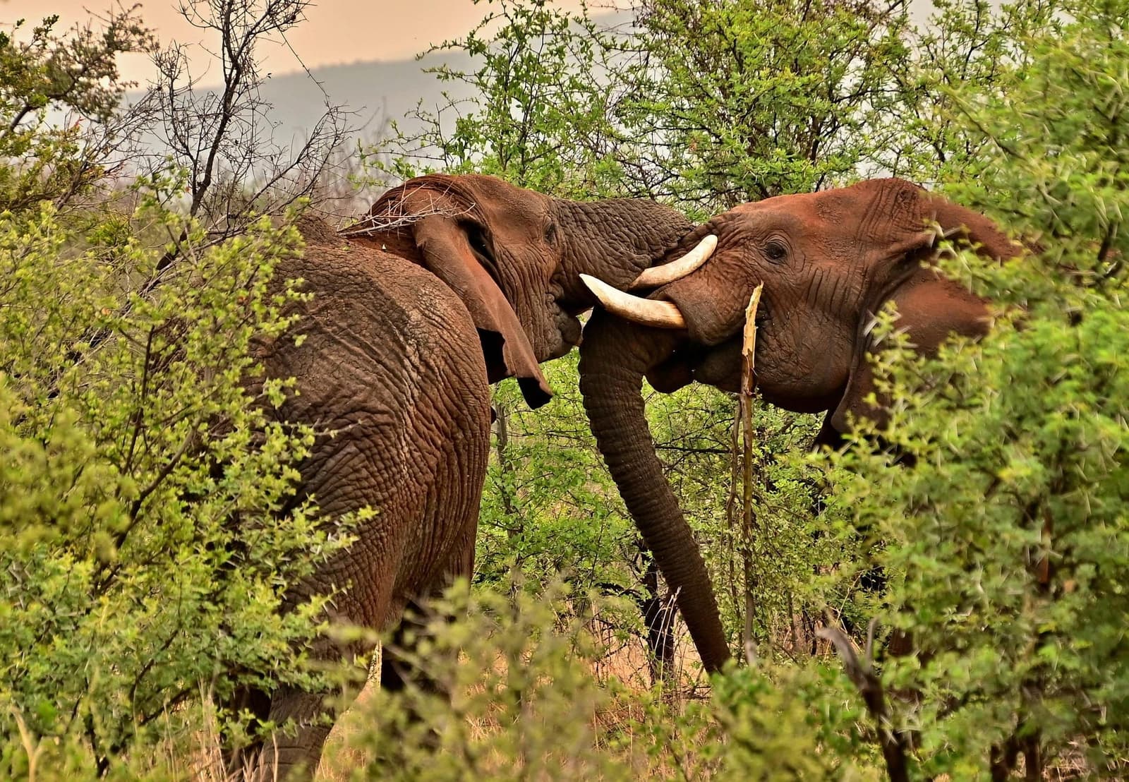 Two elephants playing and wrestling in green bush