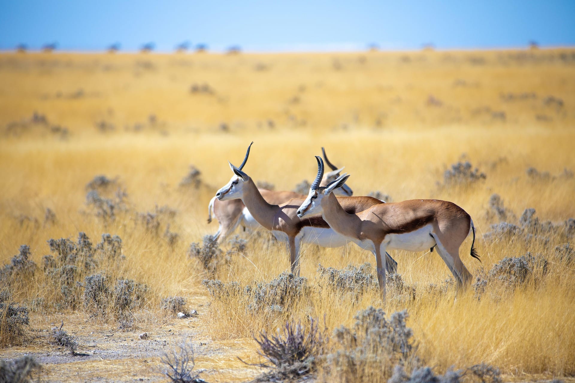 Springbok gazelles on golden African savannah plains