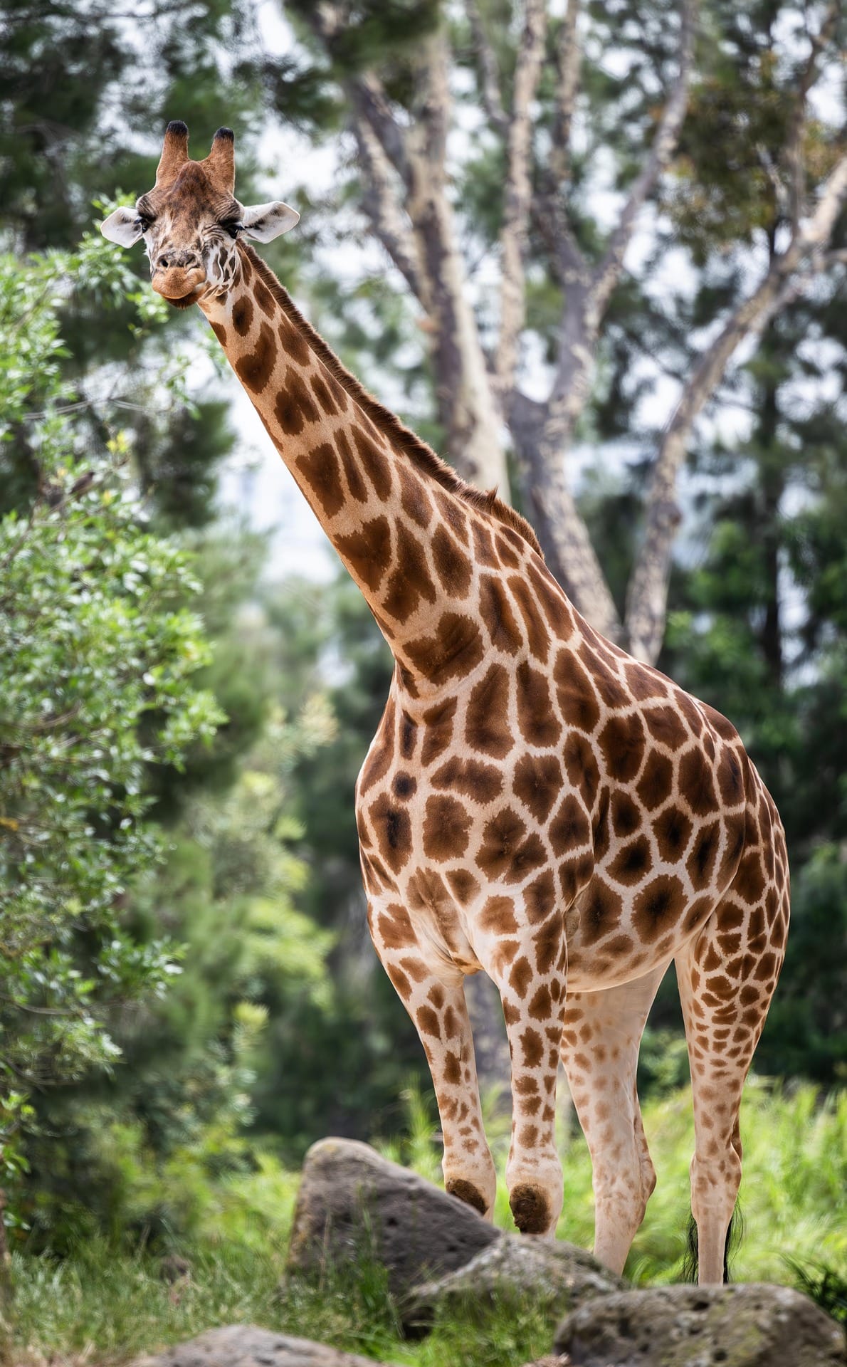 Rothschild giraffe in green forest Nairobi Giraffe Centre Kenya