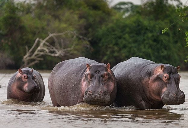 Three hippos wading in African river wildlife safari