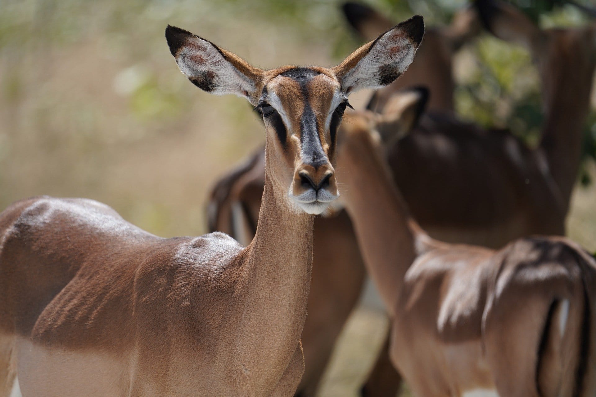 10 Days Kenya Bird Watching Safari