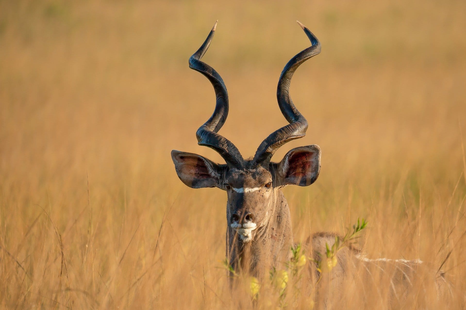 Greater kudu antelope with spiral horns in golden grassland
