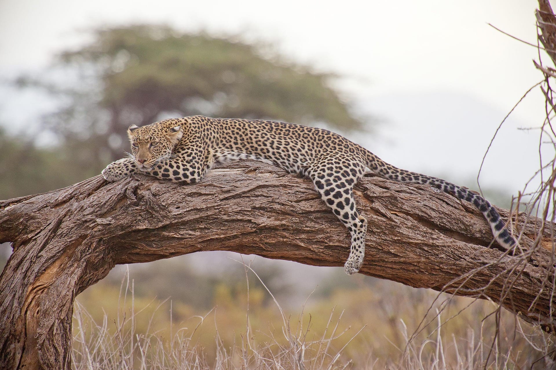 African leopard resting on tree branch in Serengeti National Park Tanzania