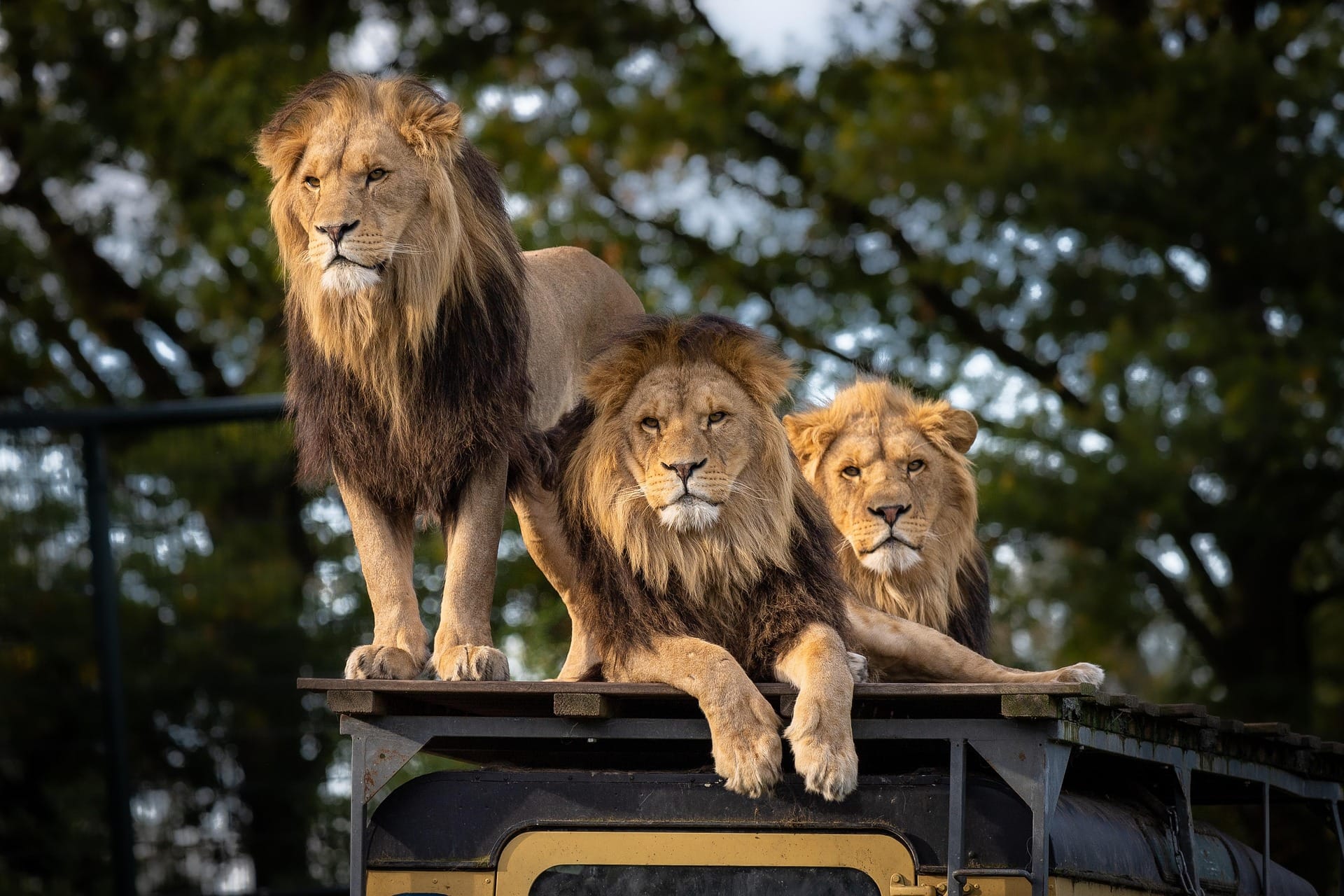 Three male lions climbing on safari vehicle roof in Masai Mara Kenya