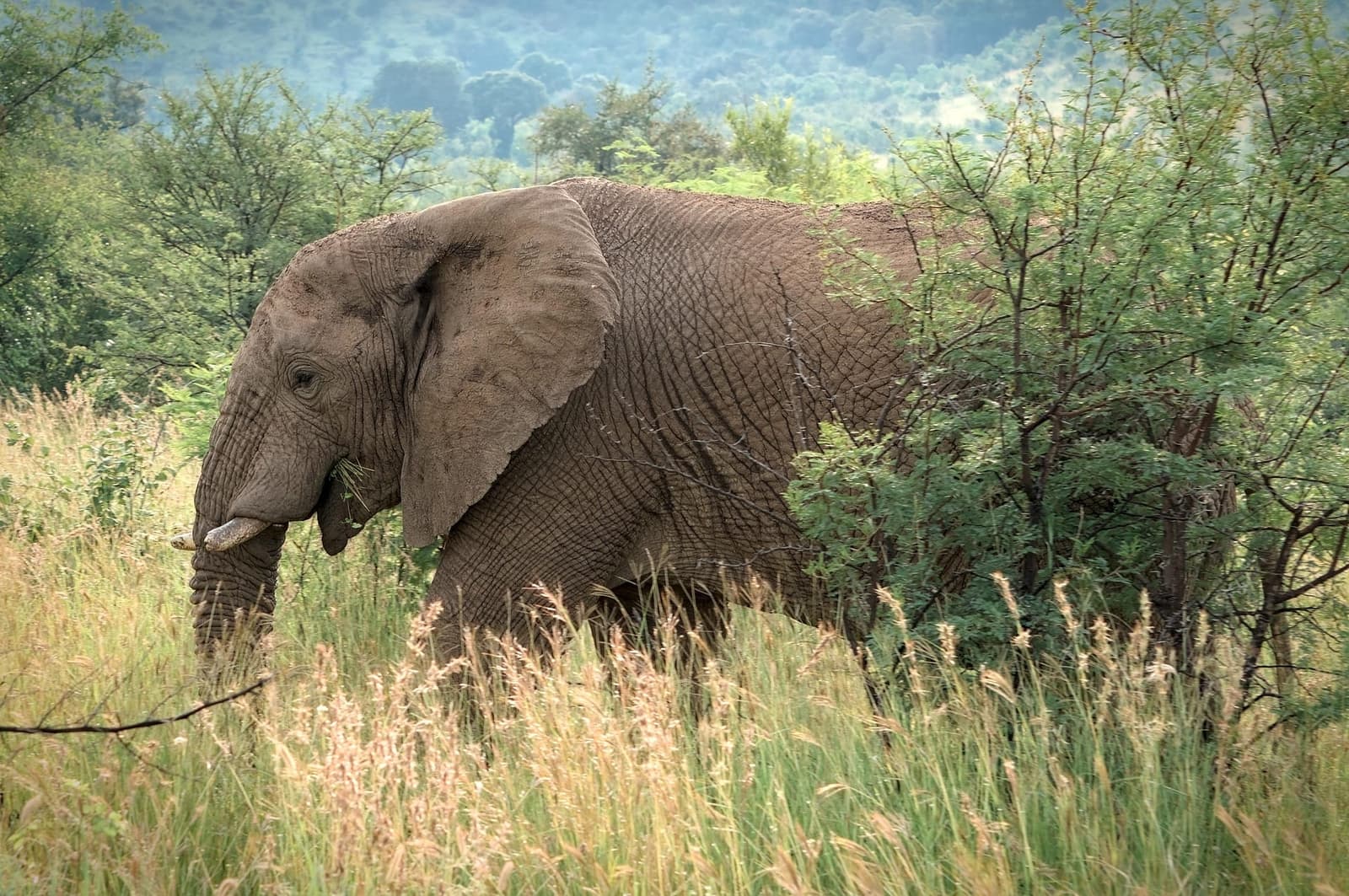 Gorilla Trekking in Uganda: Everything You Need to Know