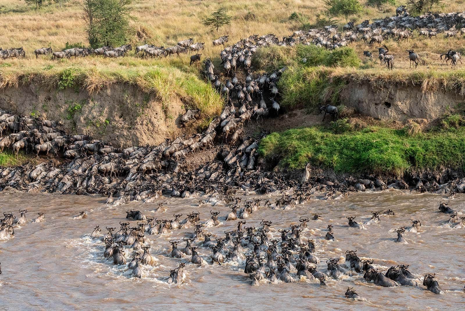 Massive wildebeest herd crossing the Mara River Great Migration