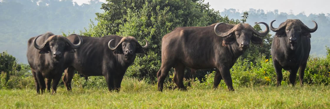 buffaloes east africa