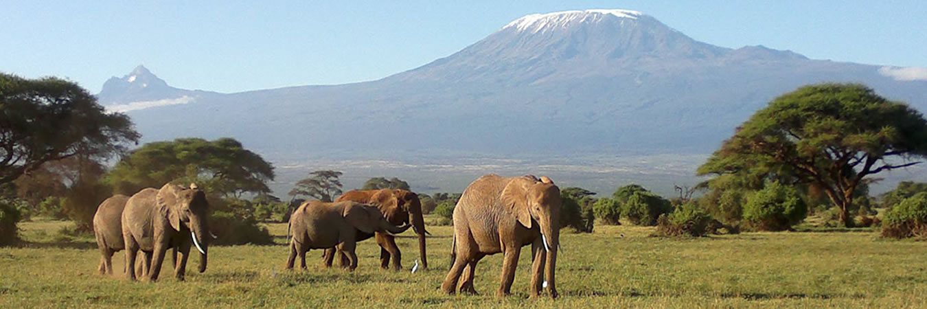 elephants in kenya