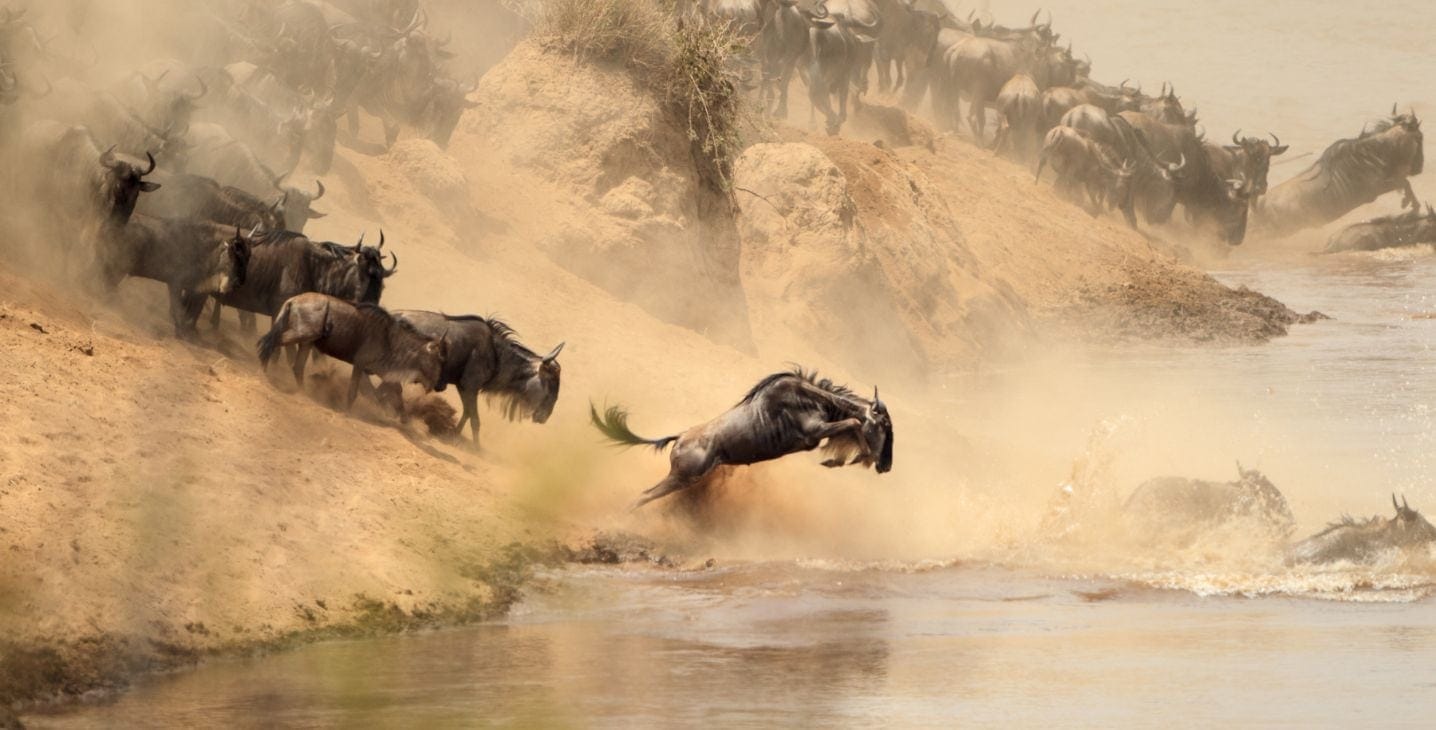 Wildebeest leaping into river during dramatic Great Migration crossing