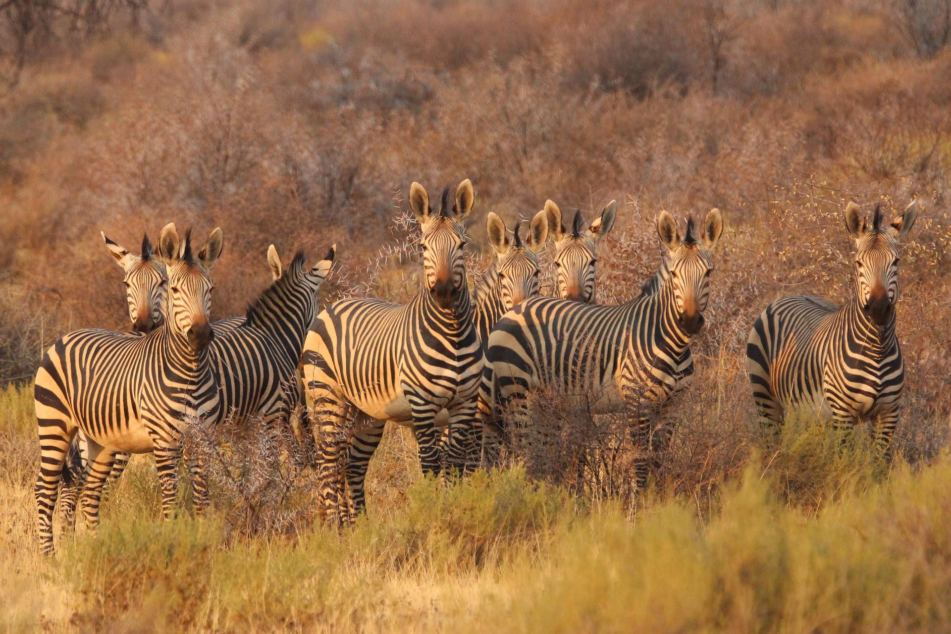 Herd of Burchell's zebras grazing on East African savannah plains